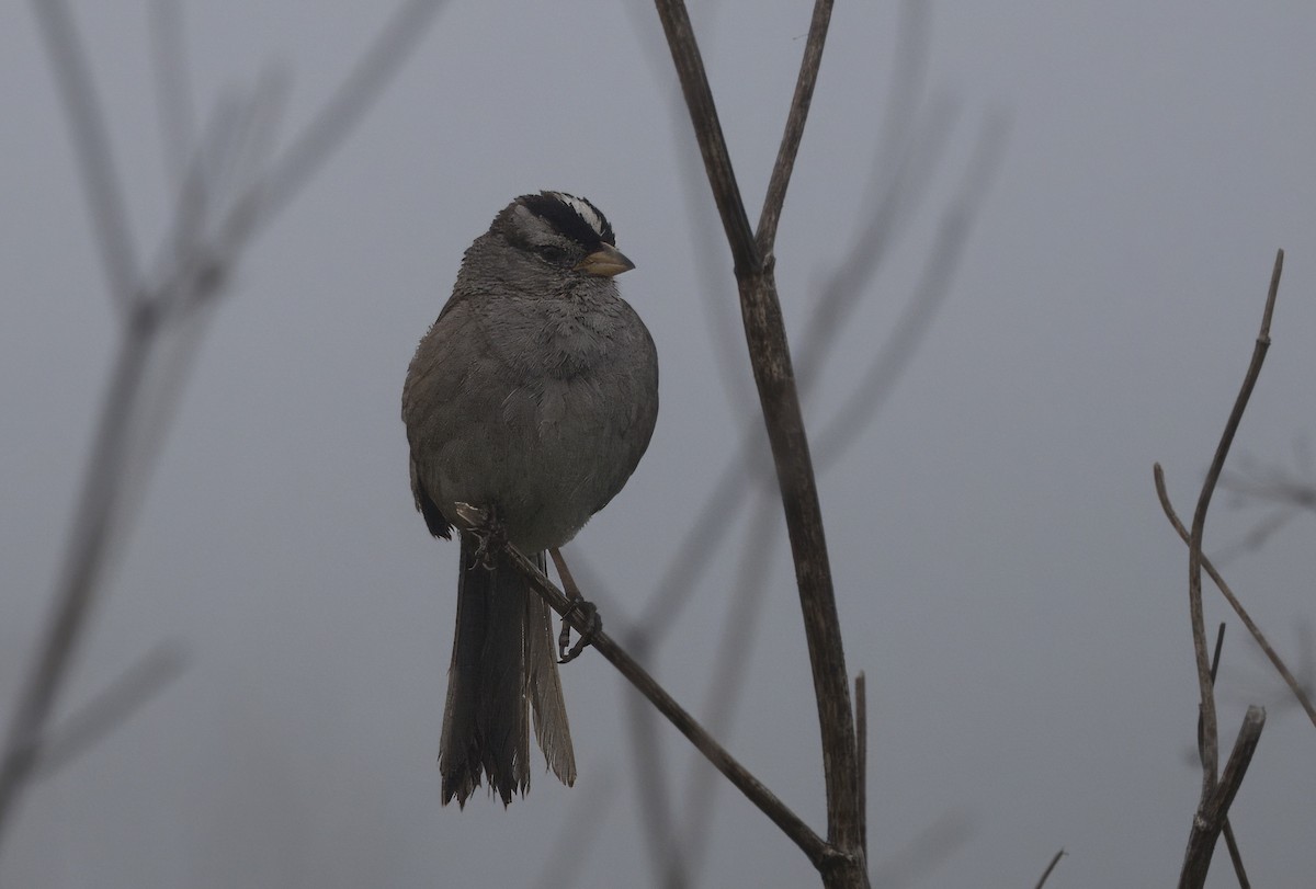 White-crowned Sparrow - Loni Ye