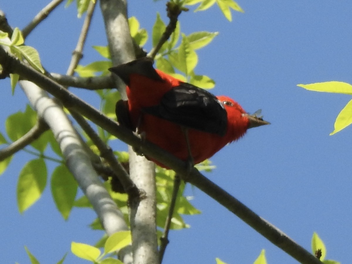 Scarlet Tanager - Kris Eichers