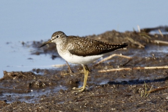 Solitary Sandpiper - Alain Desfossés