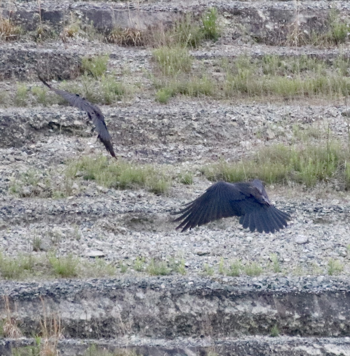 Common Raven - Kelly Krechmer