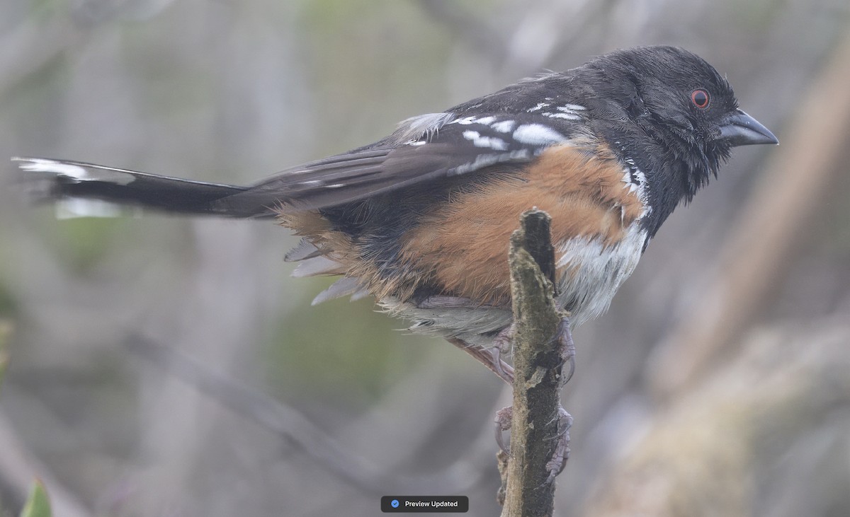 Spotted Towhee - Loni Ye