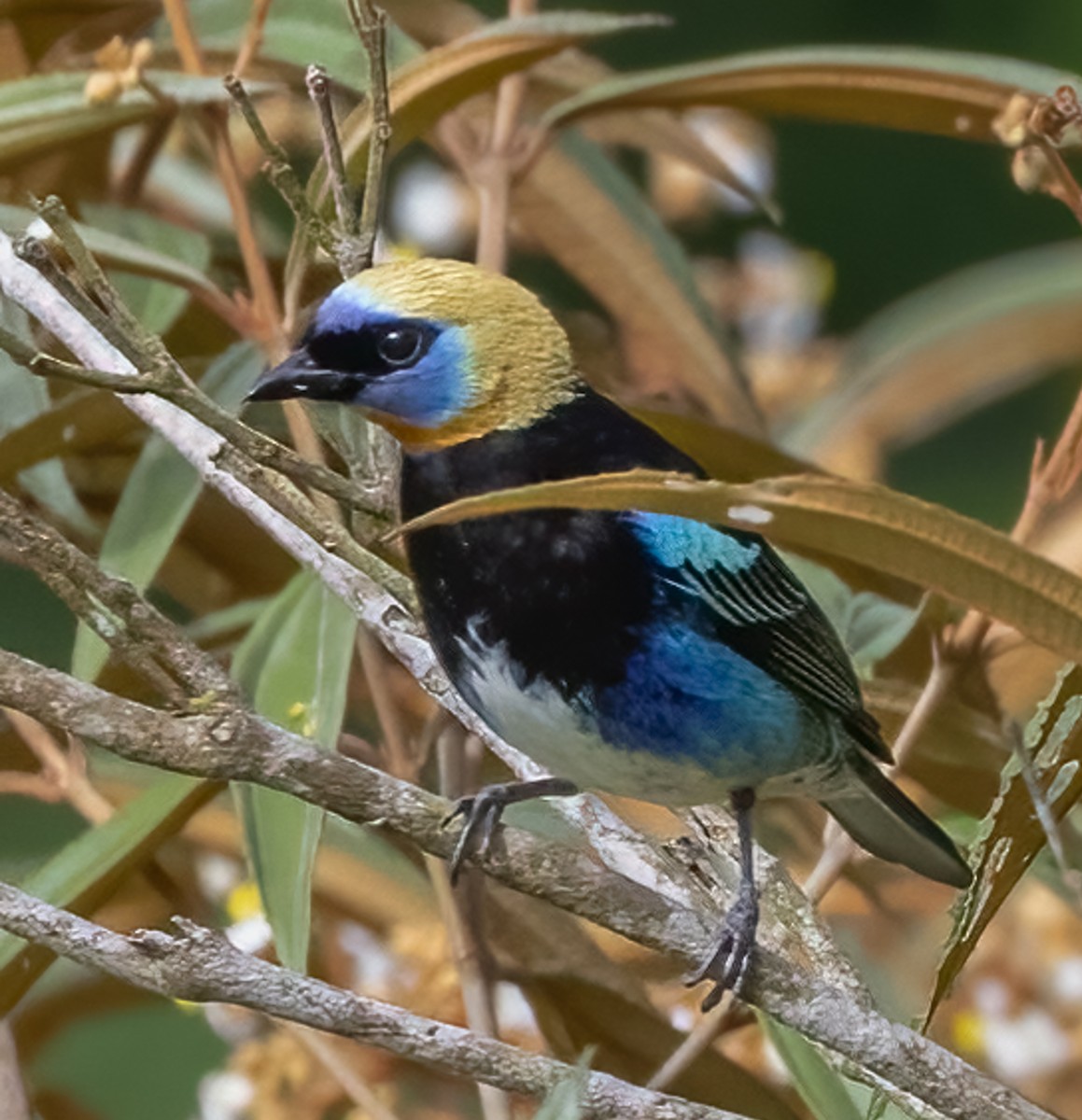 Golden-hooded Tanager - Tracy Kaminer