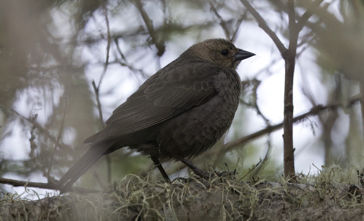 Brown-headed Cowbird - Loni Ye