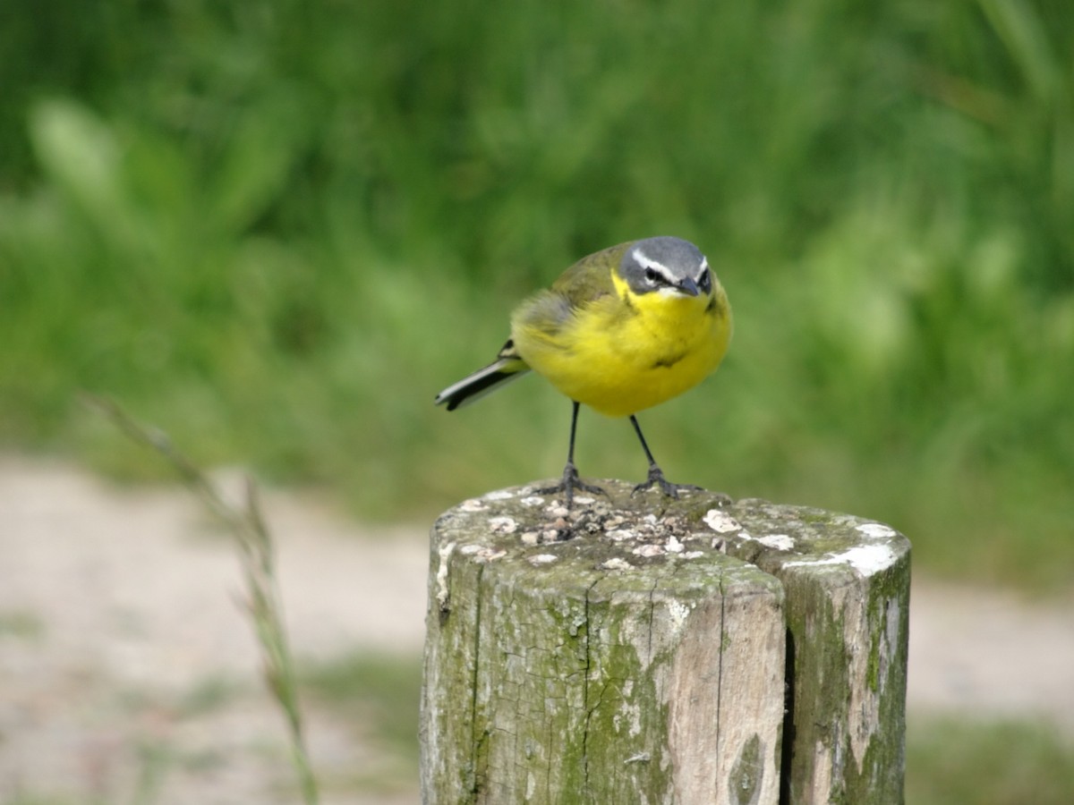 Western Yellow Wagtail - Milan Jagt