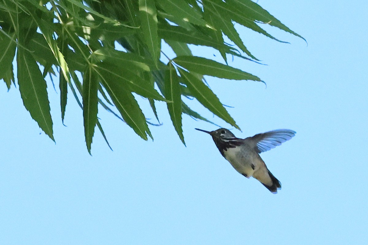 Calliope Hummingbird - ML618832728