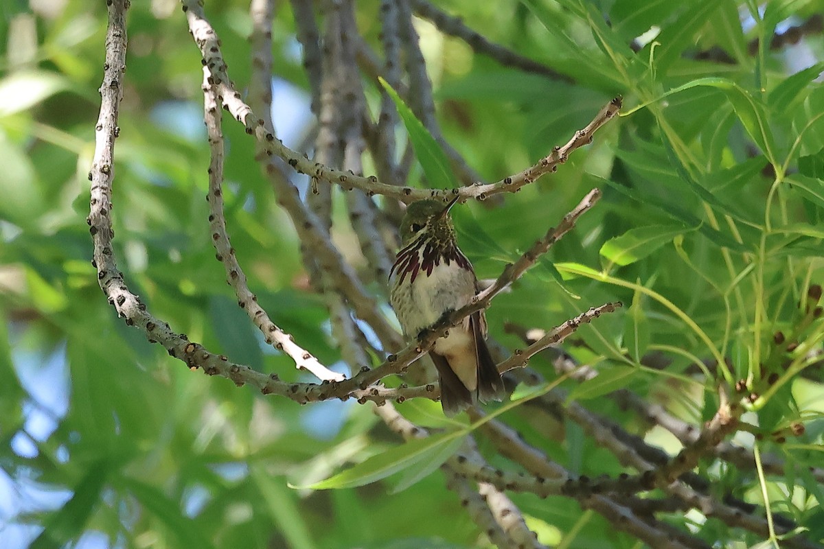 Calliope Hummingbird - ML618832729