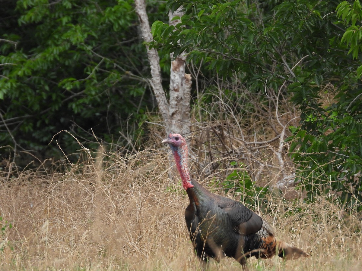 Wild Turkey - Holly Perry