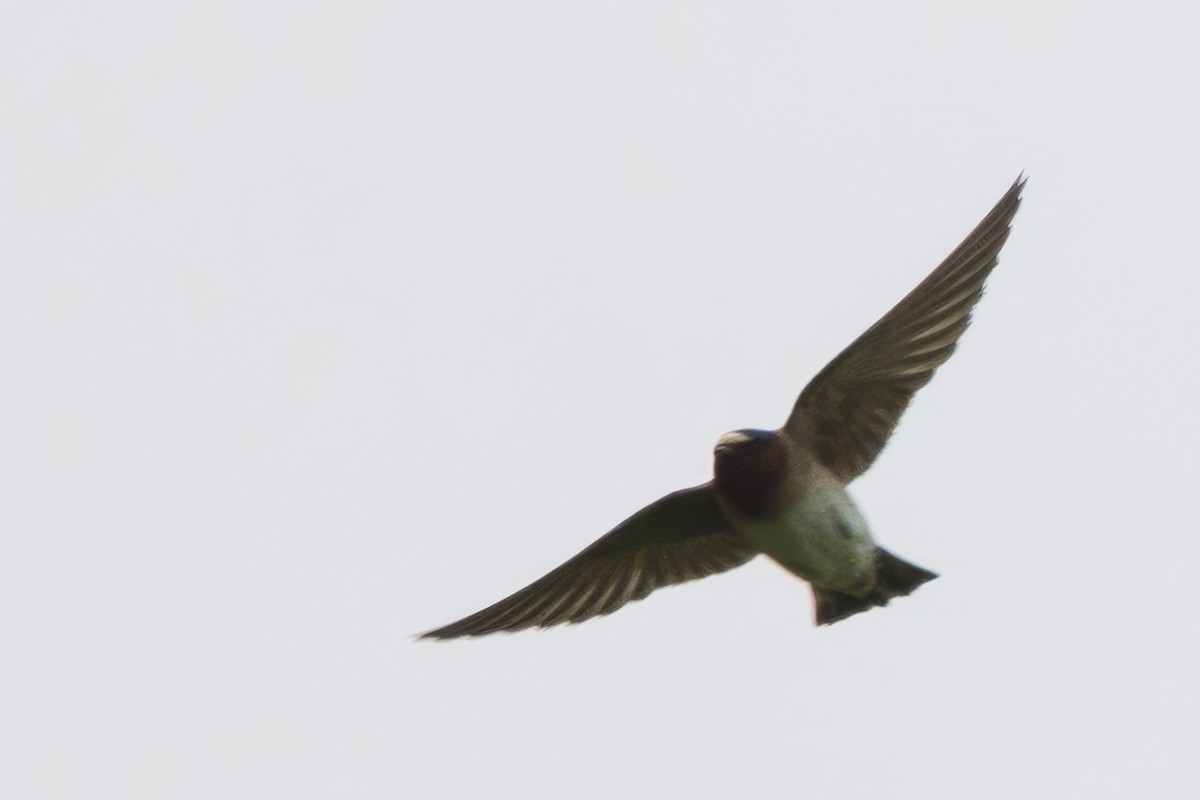 Cliff Swallow - Michael Bowen