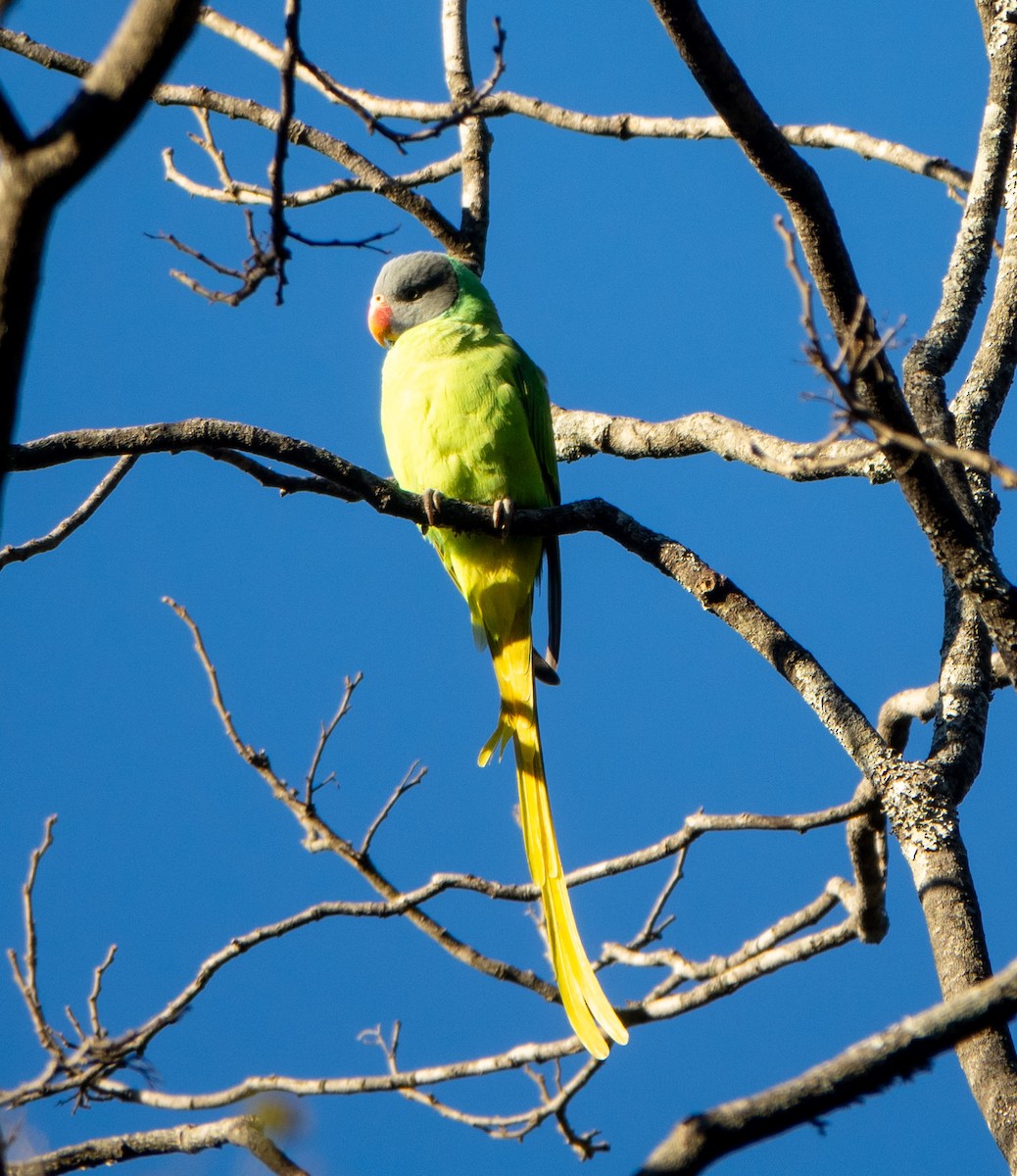 Slaty-headed Parakeet - David Houle