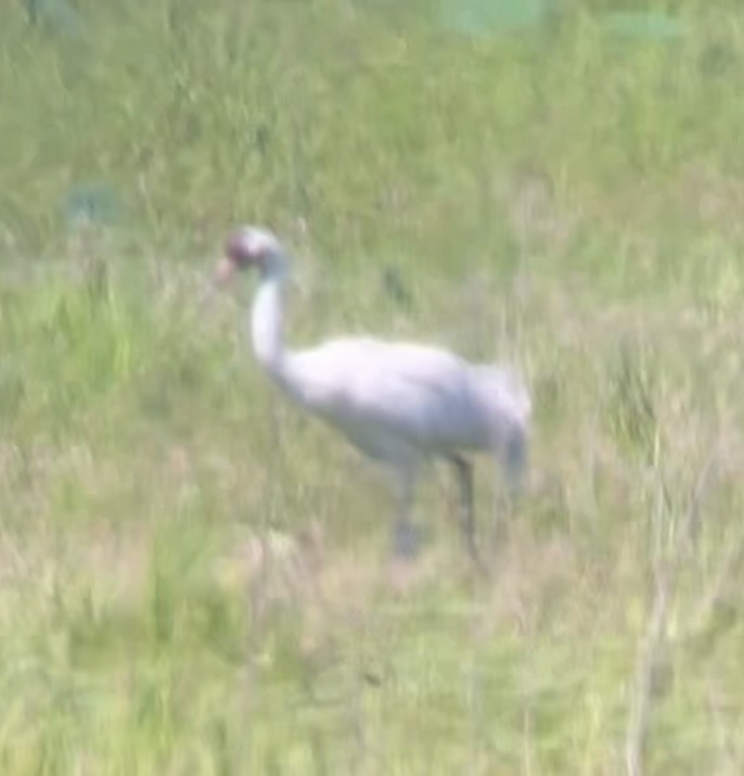 Whooping Crane - Raci Ulusoy