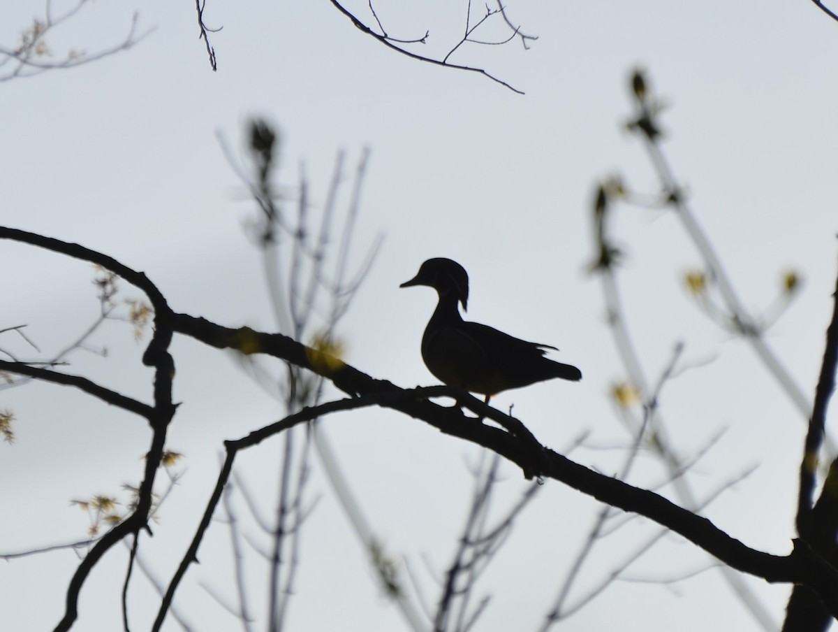 Wood Duck - ML618832784