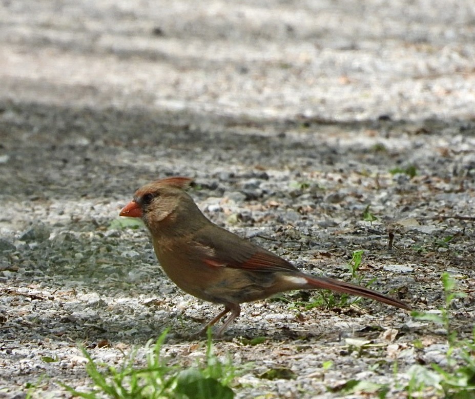 Northern Cardinal - Mandy Gibson