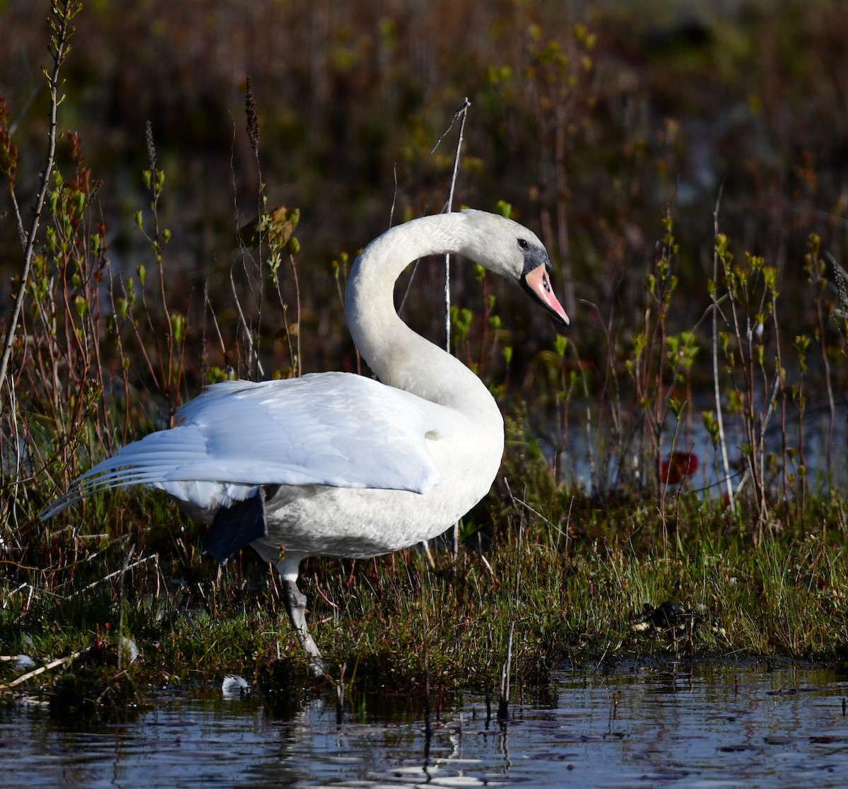 Mute Swan - mike shaw