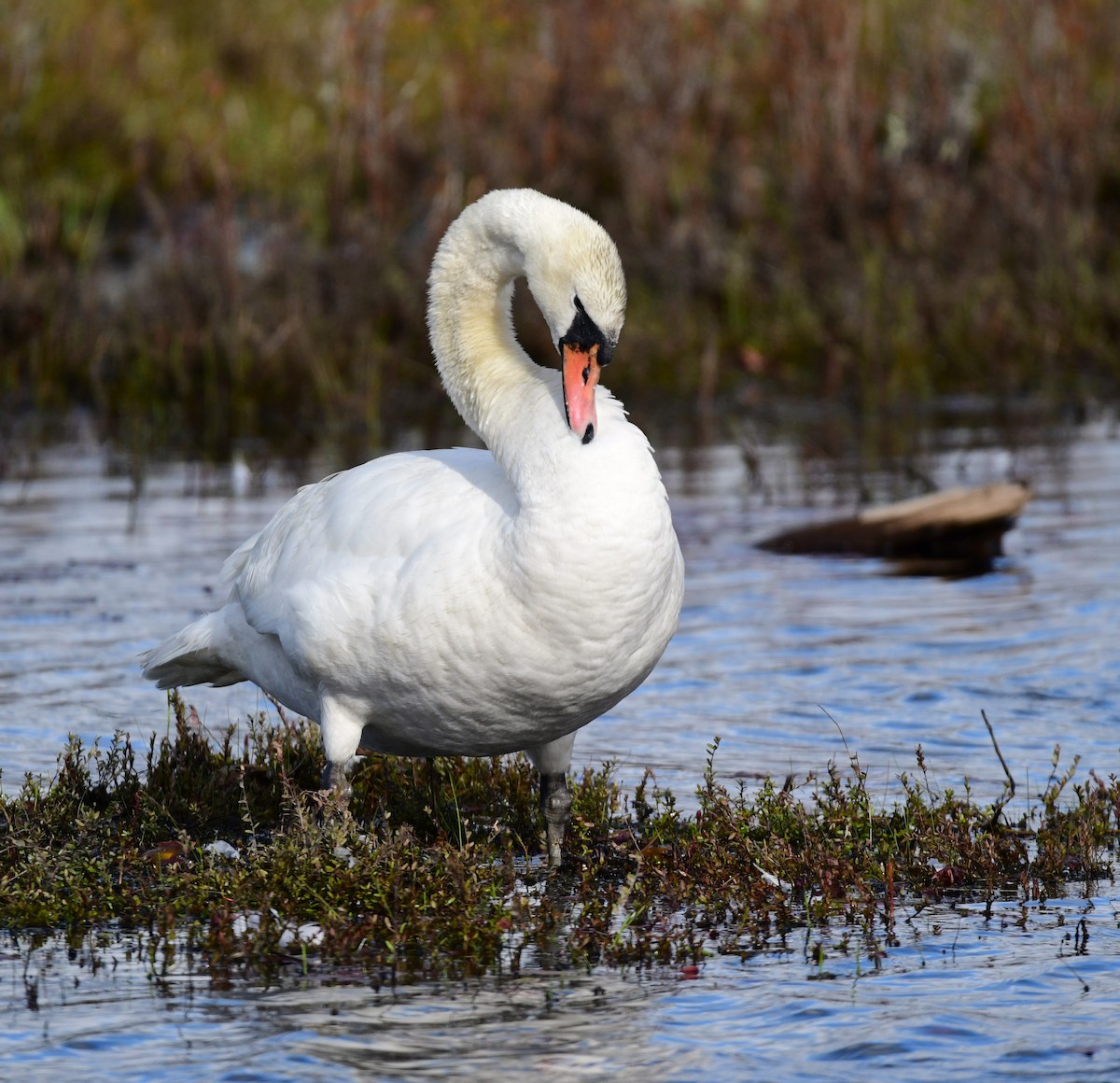 Mute Swan - mike shaw