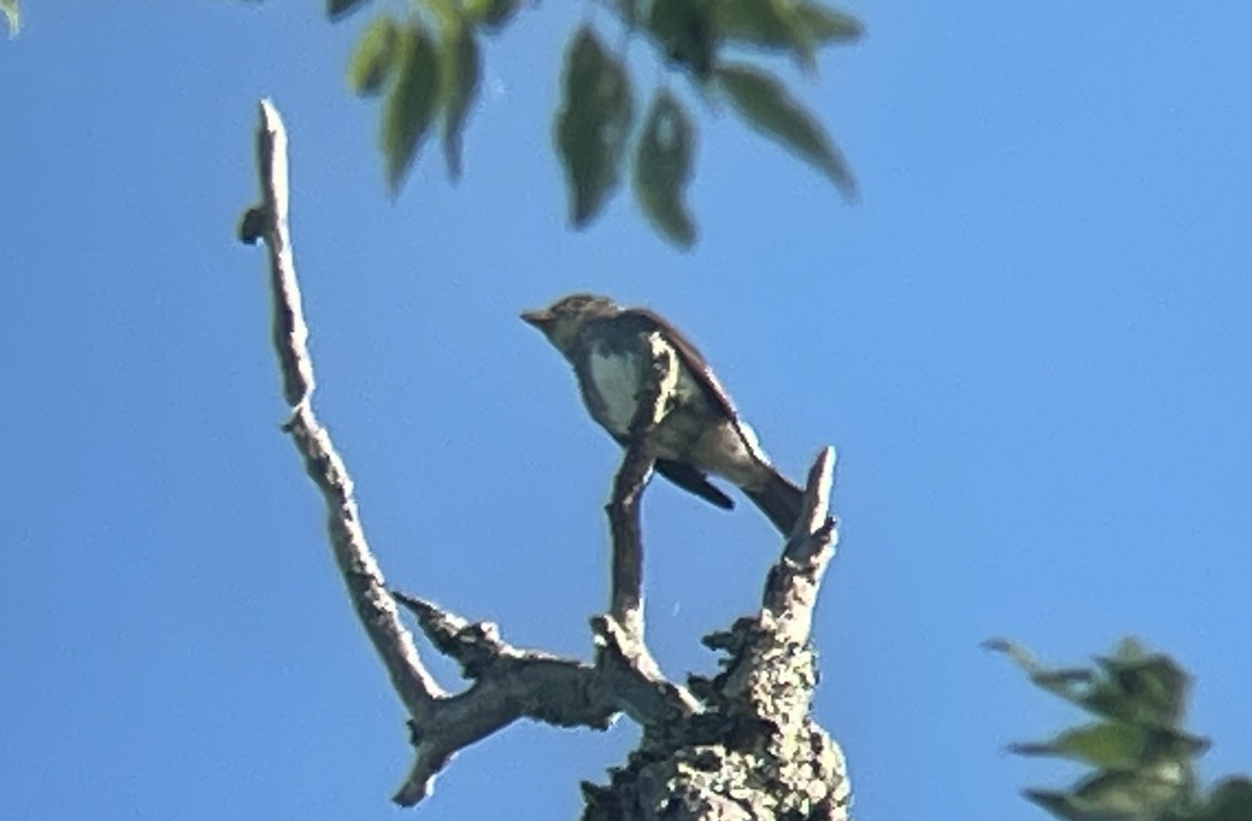 Olive-sided Flycatcher - Paige O