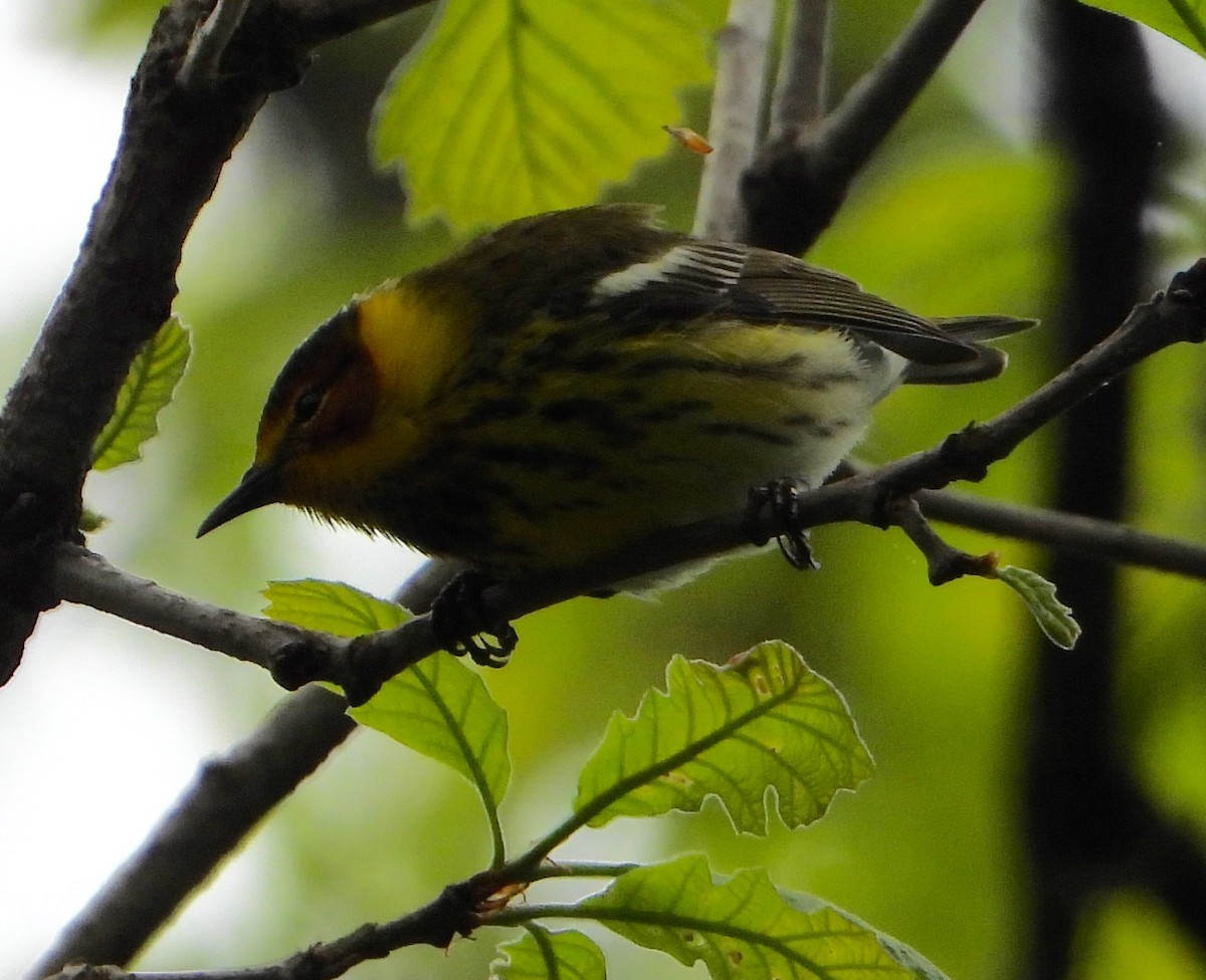 Cape May Warbler - ML618832843