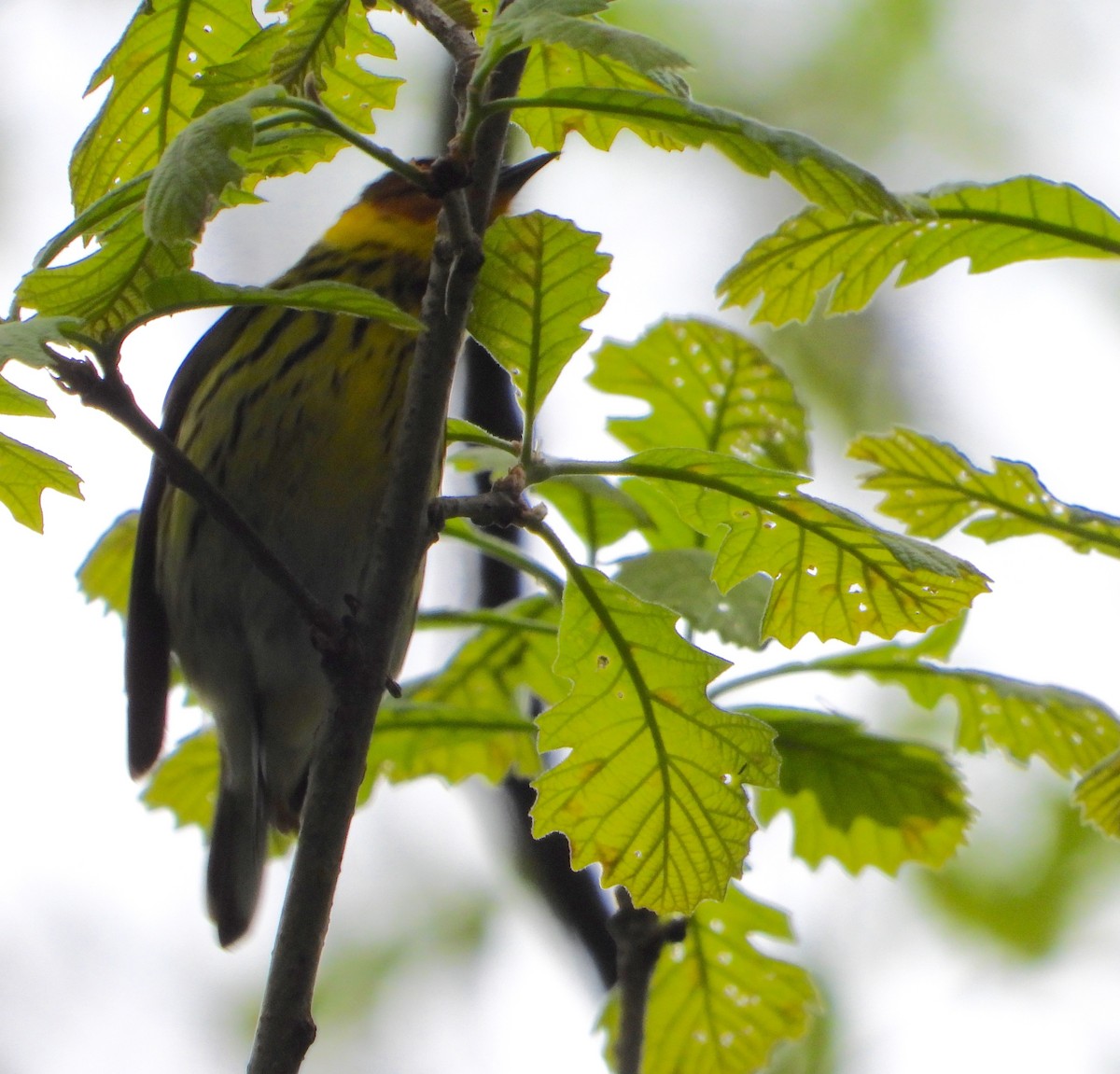 Cape May Warbler - ML618832845