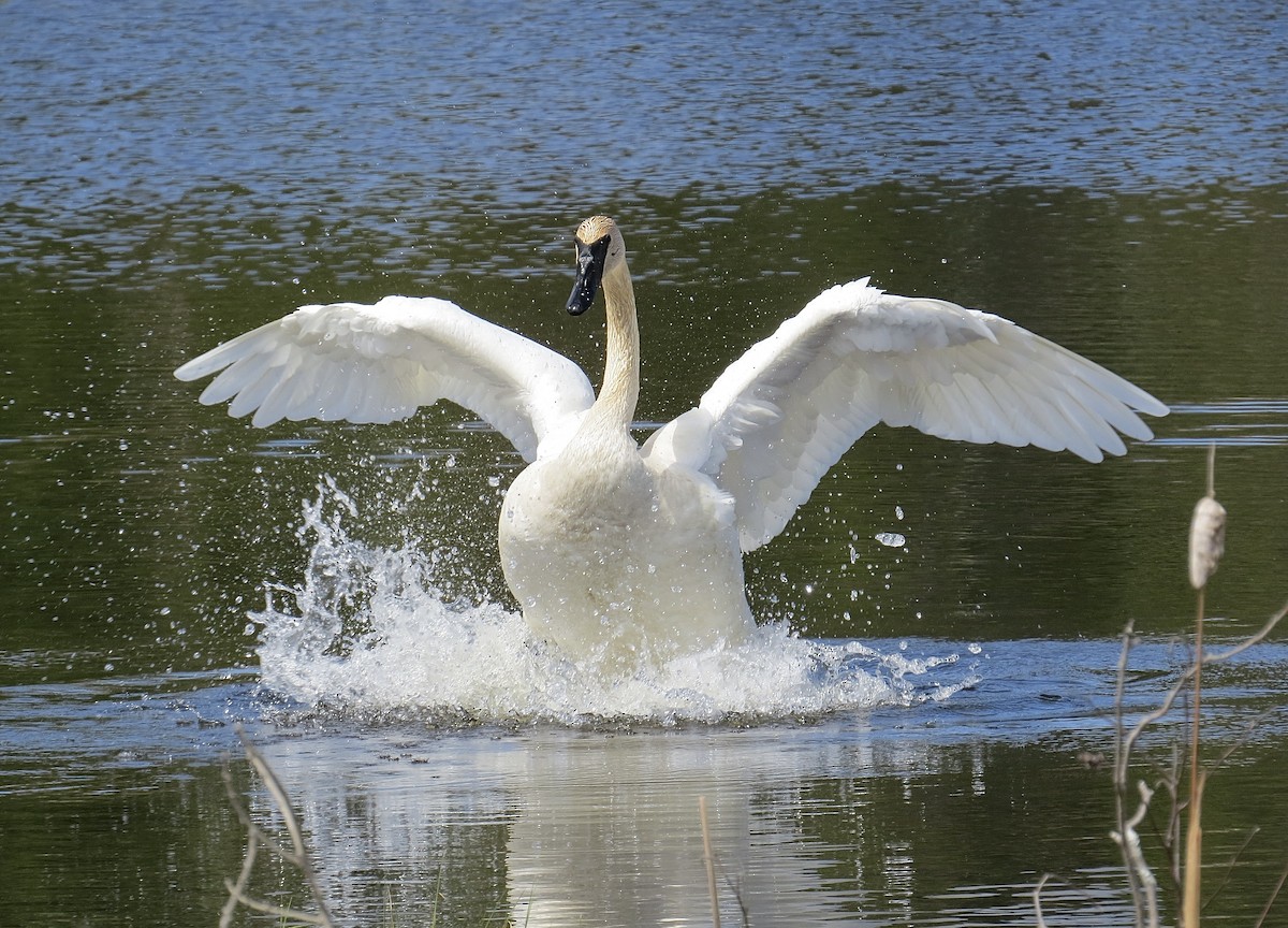 Trumpeter Swan - Eric Wilmot