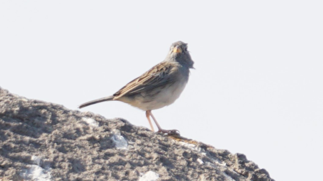 Band-tailed Sierra Finch - ML618832911