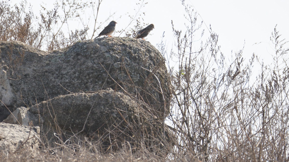 Band-tailed Sierra Finch - ML618832913