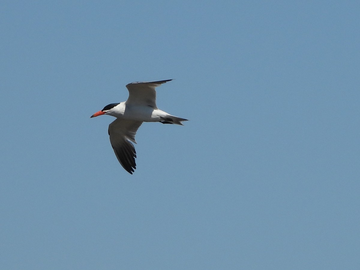 Caspian Tern - Ricardo Moral