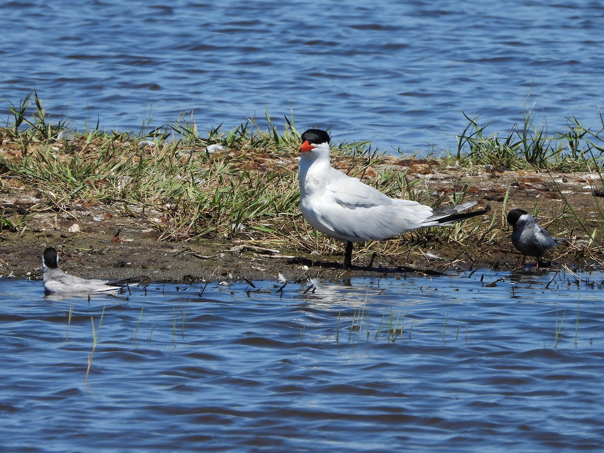 Caspian Tern - Ricardo Moral