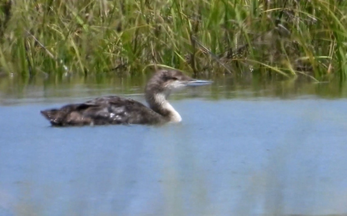 Common Loon - Carly Wainwright