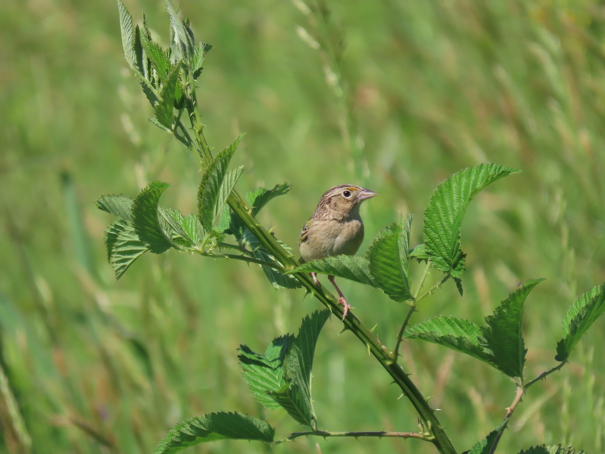 Grasshopper Sparrow - ML618832949