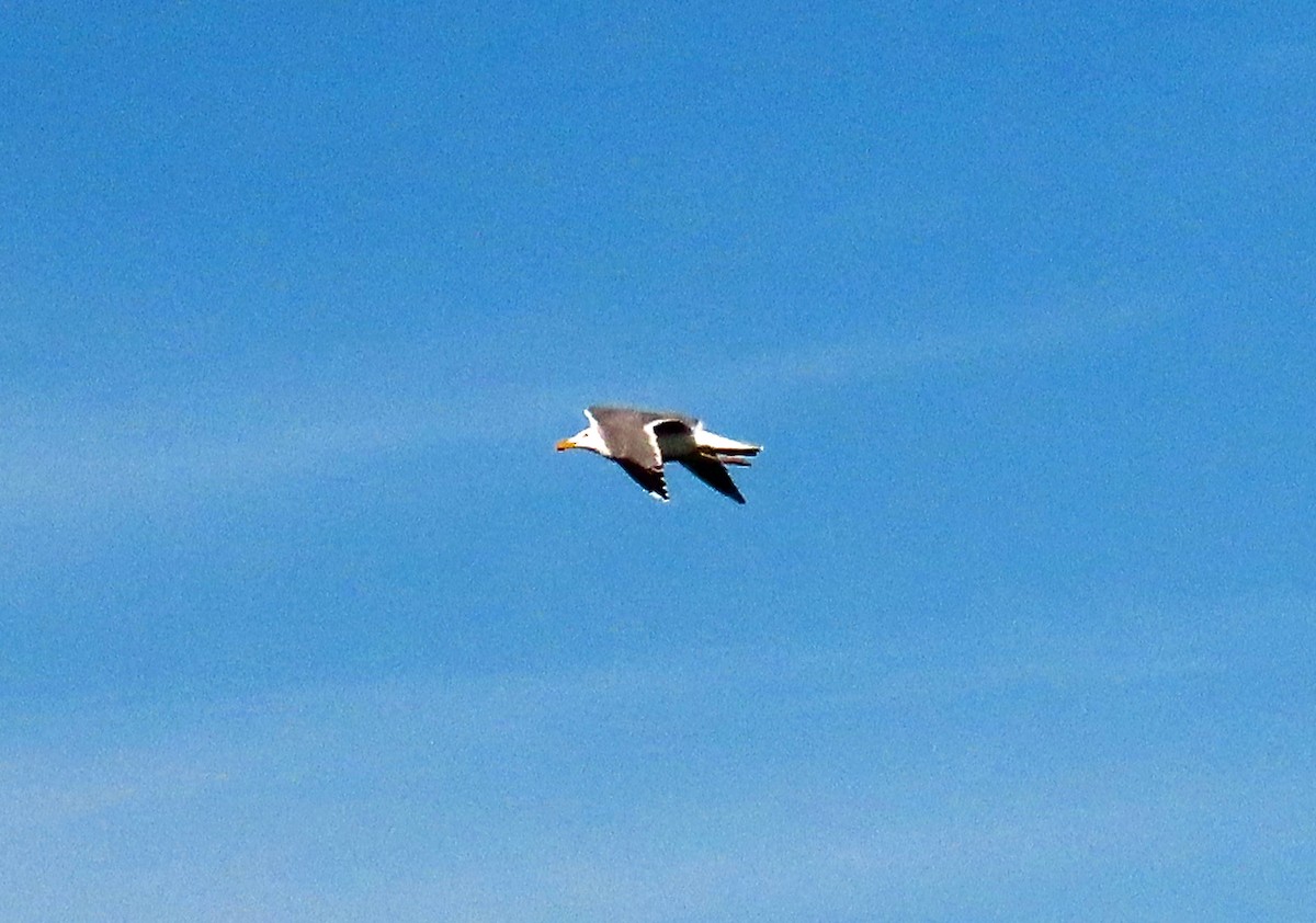 Great Black-backed Gull - JoAnn Potter Riggle 🦤