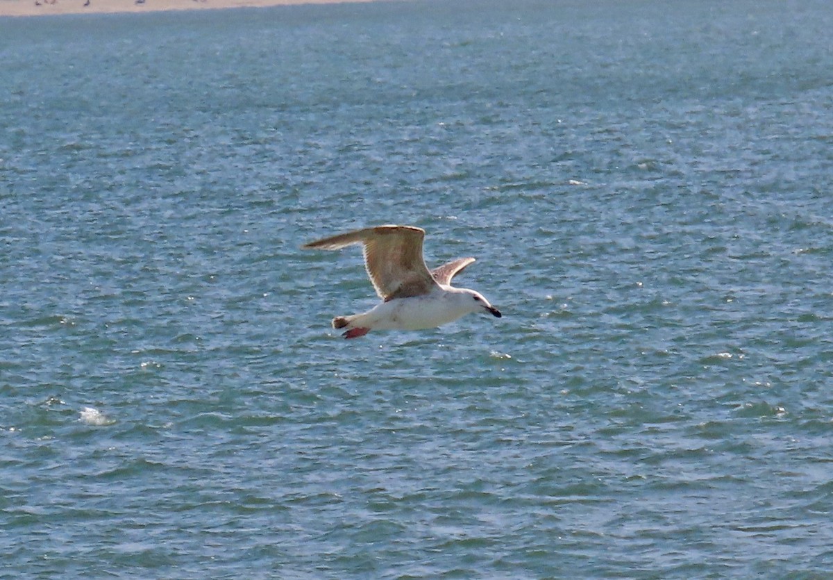 Great Black-backed Gull - JoAnn Potter Riggle 🦤