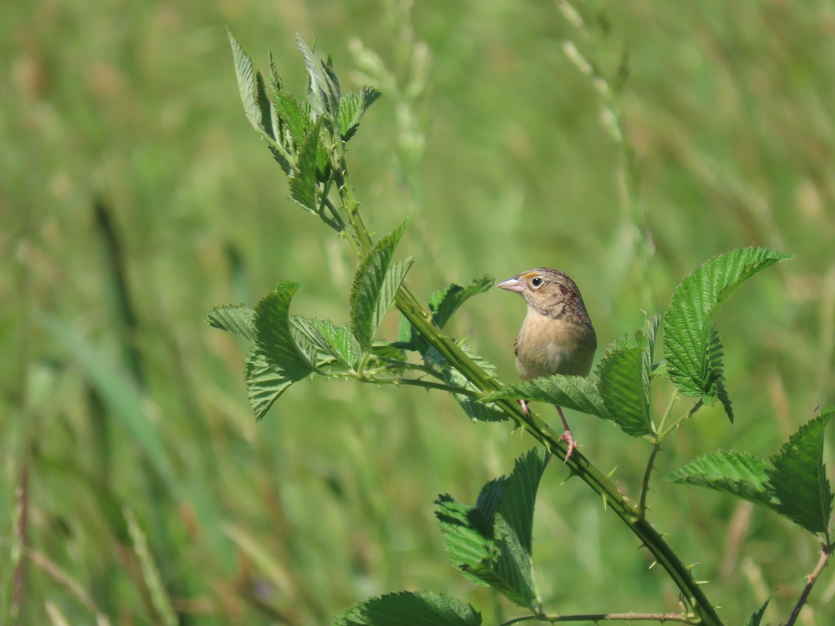 Grasshopper Sparrow - ML618832962