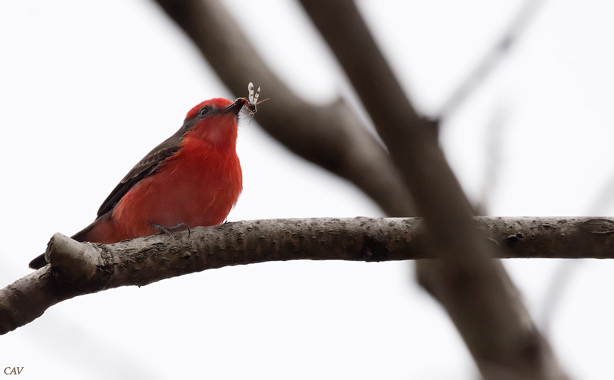 Vermilion Flycatcher - Carlos Valpreda