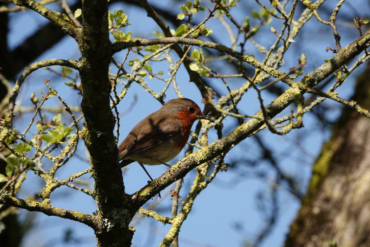 European Robin - Nancy Henke