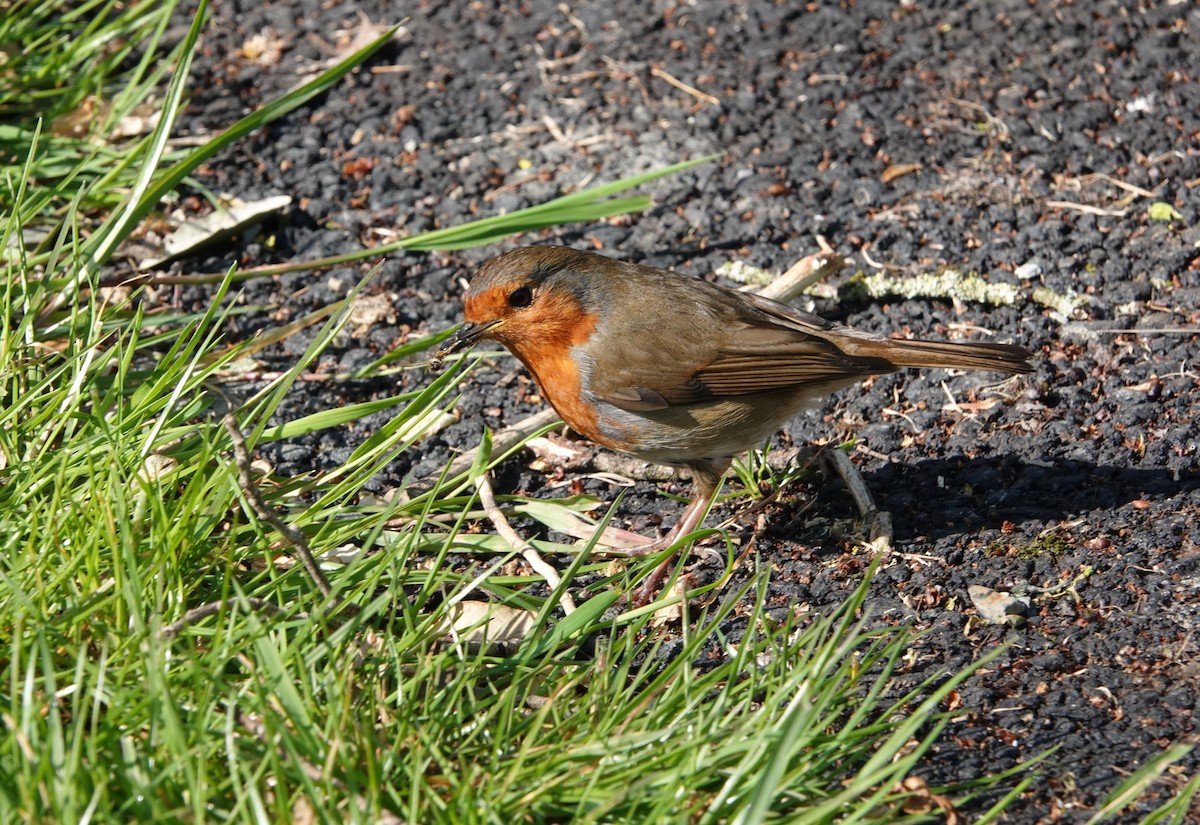 European Robin - Nancy Henke