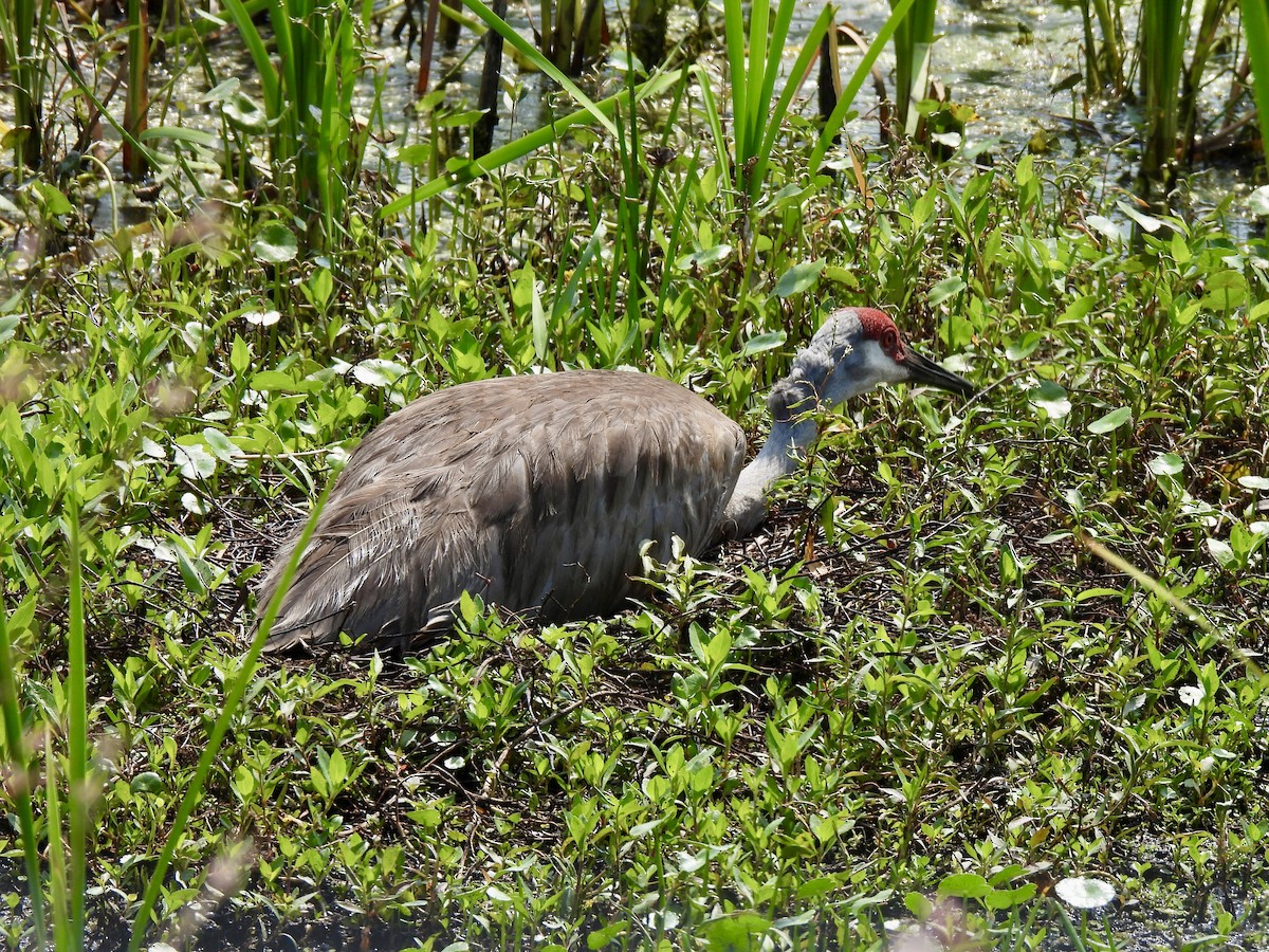 Sandhill Crane - ML618832990