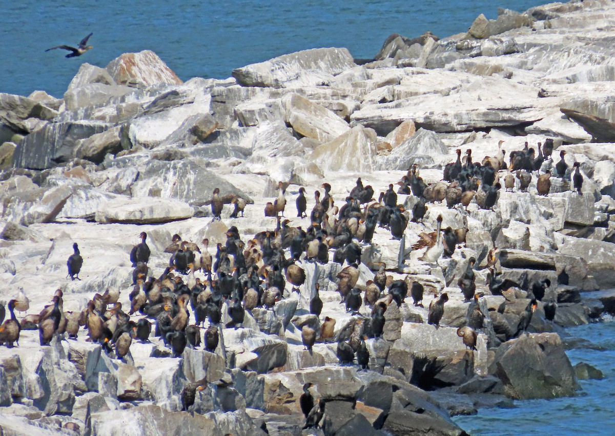 Double-crested Cormorant - JoAnn Potter Riggle 🦤