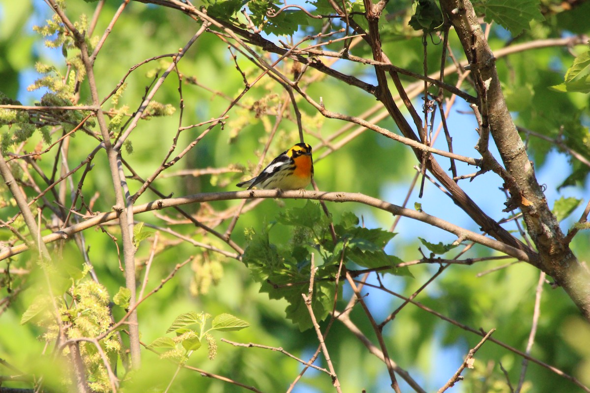 Blackburnian Warbler - Mark Miles