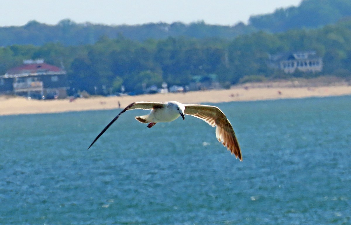 Laughing Gull - JoAnn Potter Riggle 🦤