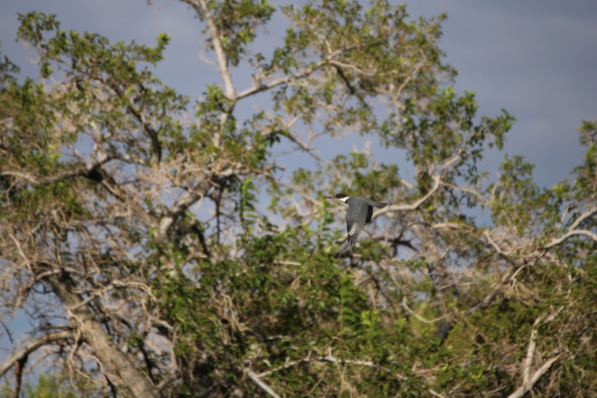 Belted Kingfisher - Alexander Linton