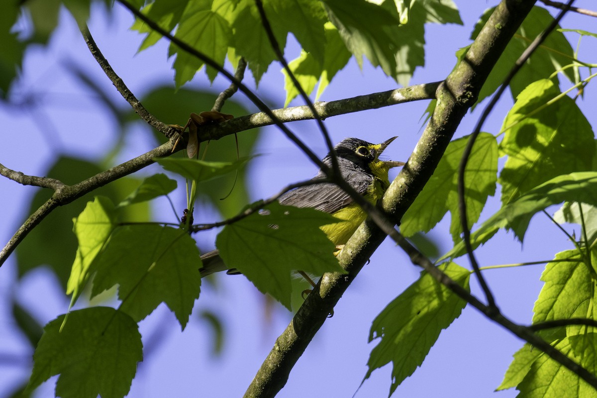 Canada Warbler - Scott Fraser