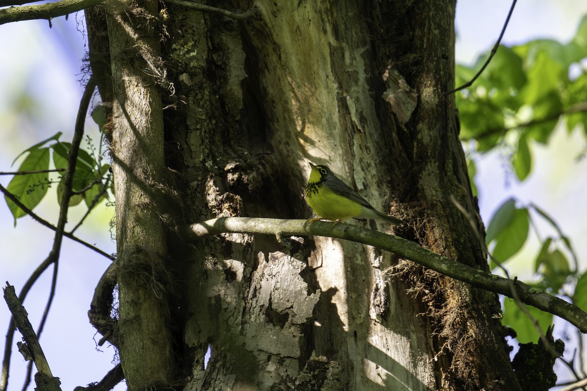 Canada Warbler - Scott Fraser