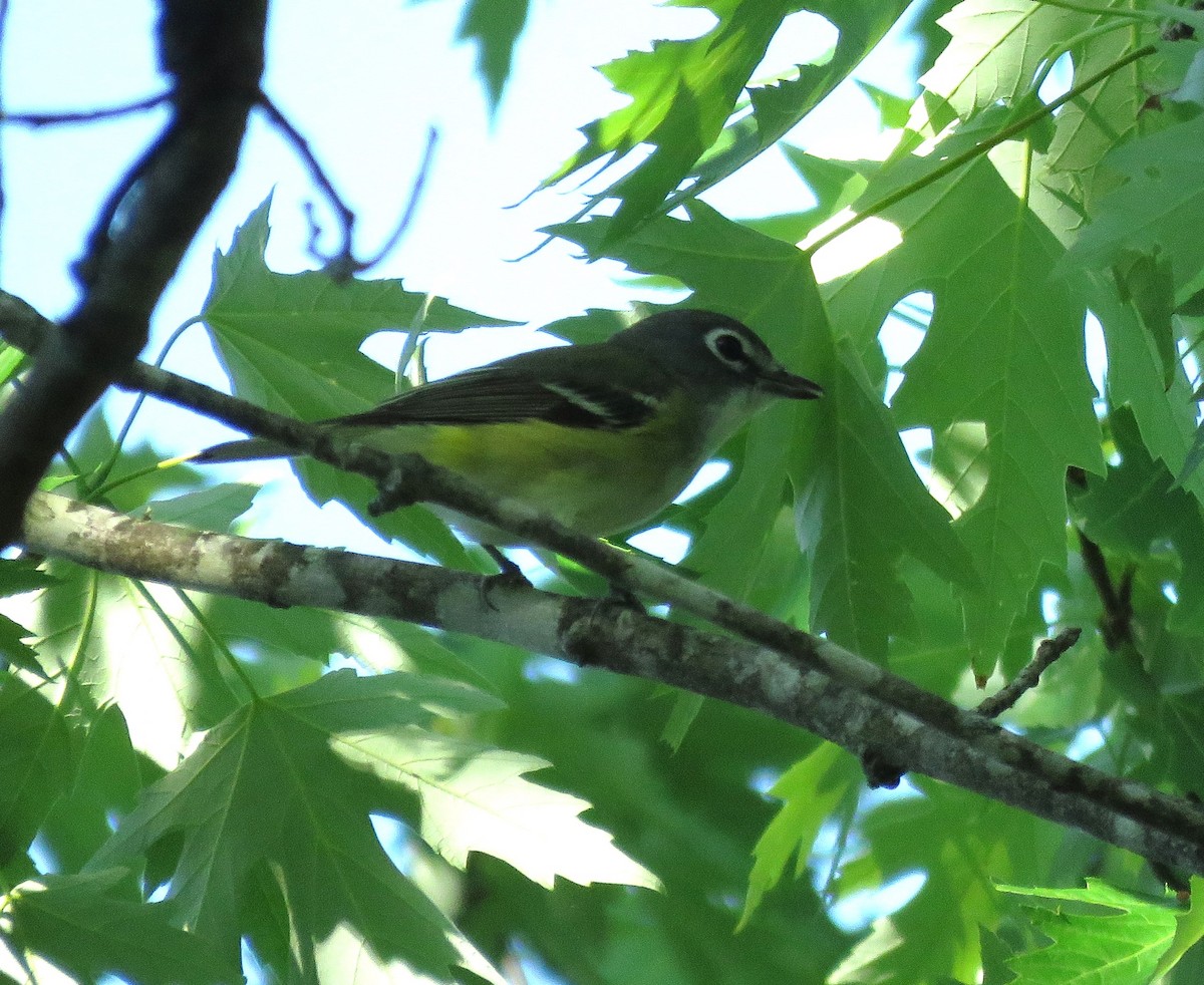 Blue-headed Vireo - Todd Ballinger