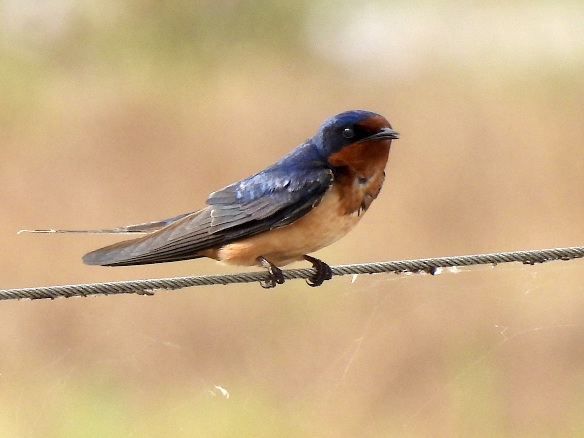 Barn Swallow - nikki bryer-kraft