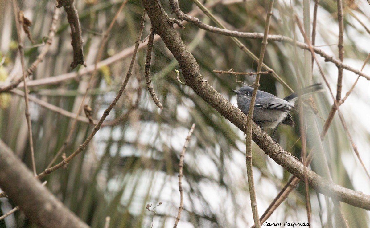 Masked Gnatcatcher - Carlos Valpreda