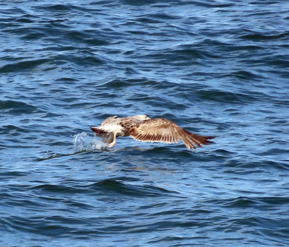 Herring Gull - JoAnn Potter Riggle 🦤