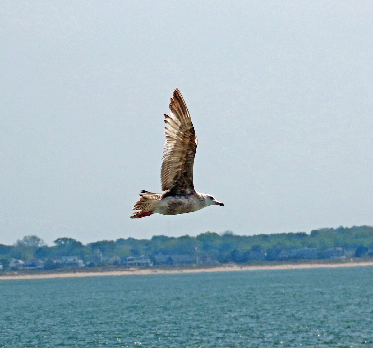 Herring Gull (American) - JoAnn Potter Riggle 🦤