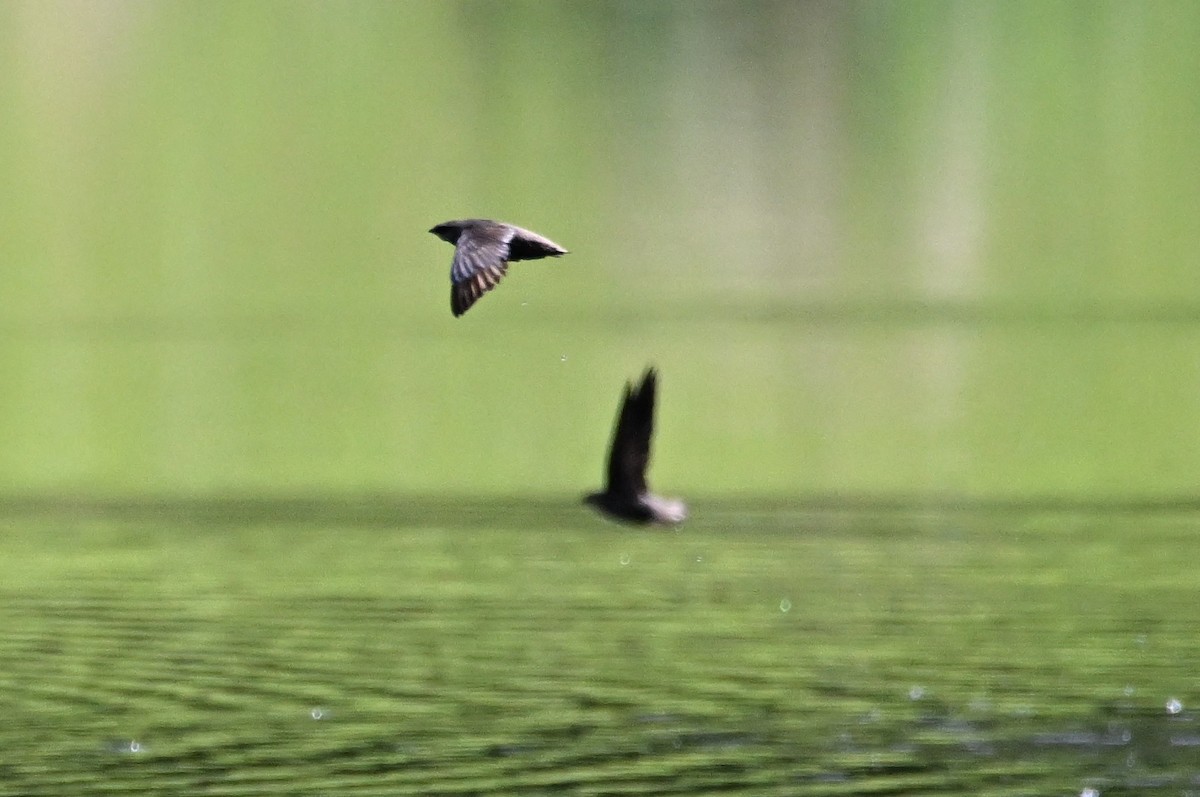 Chimney Swift - DAVID VIERLING