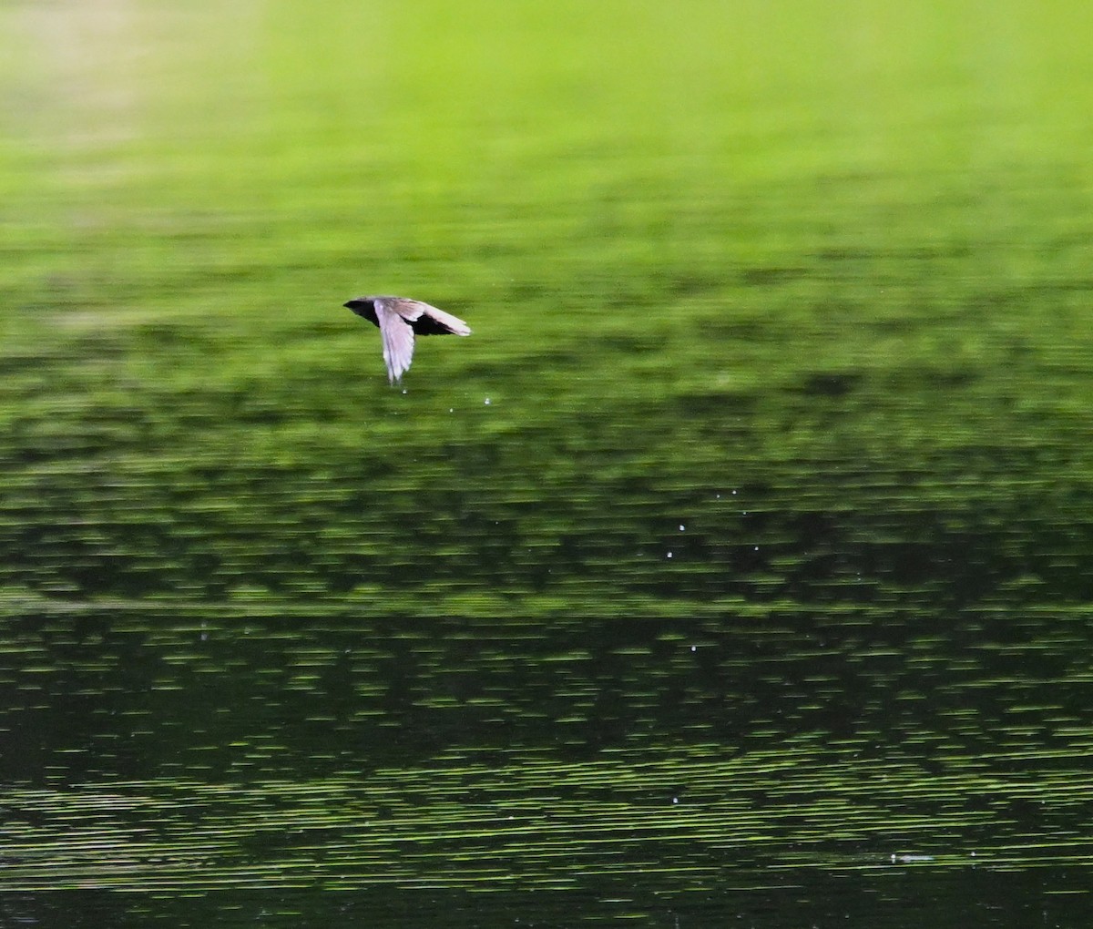 Chimney Swift - DAVID VIERLING