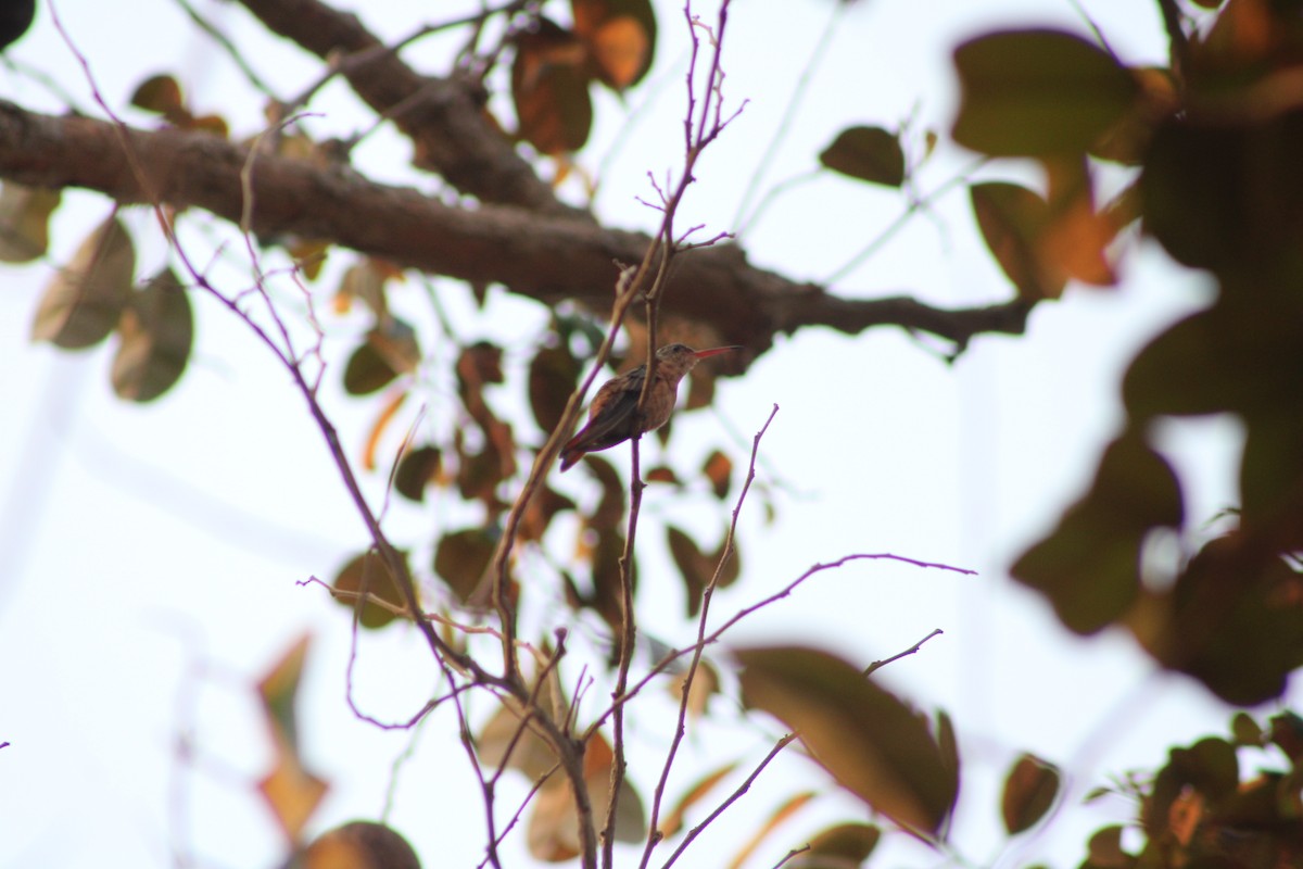 Cinnamon Hummingbird - Jahaira Esquivel