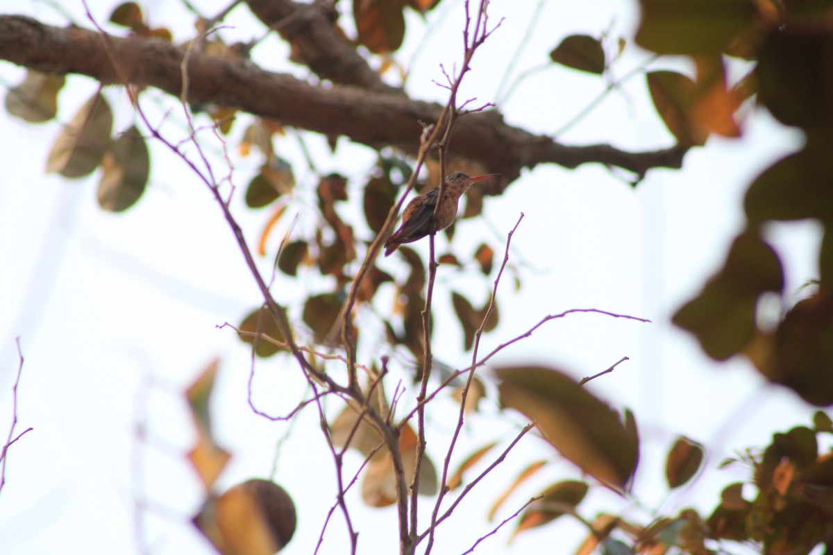 Cinnamon Hummingbird - Jahaira Esquivel